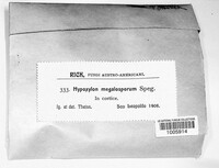 Image of Hypoxylon megalosporum